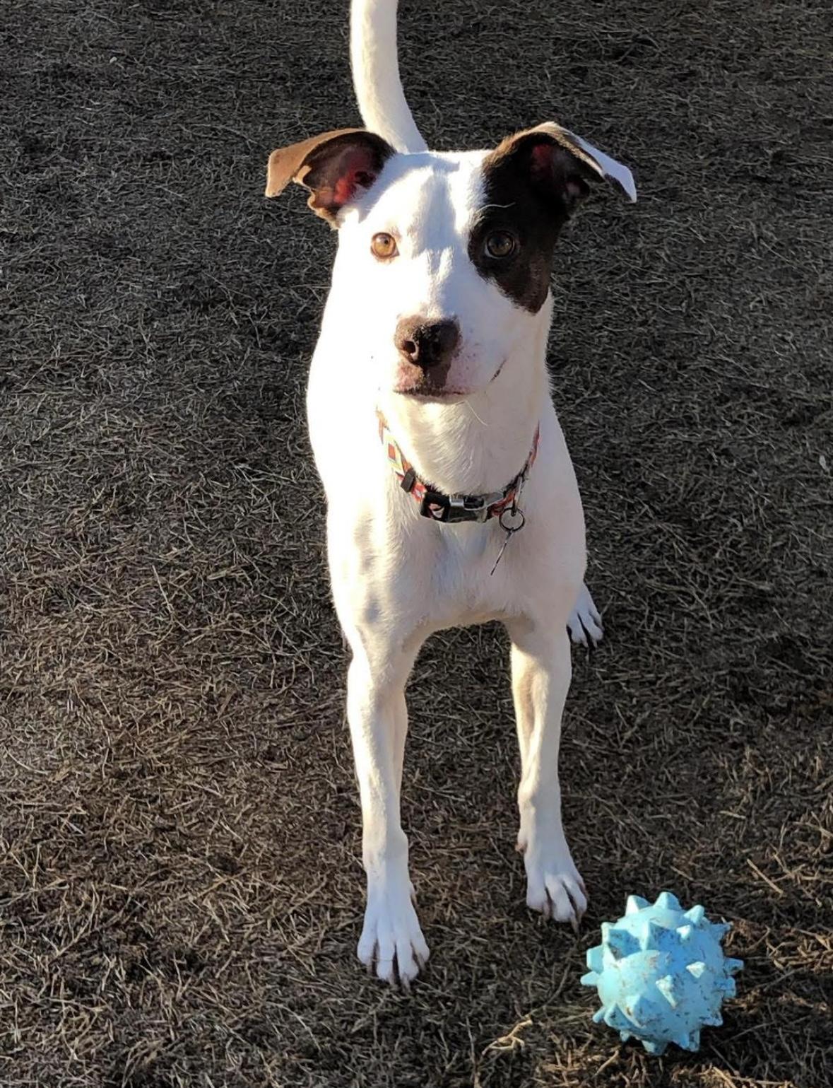 Enlarge Simone, a ADOPTABLE mixed breed in Edmond, OK image 5/5