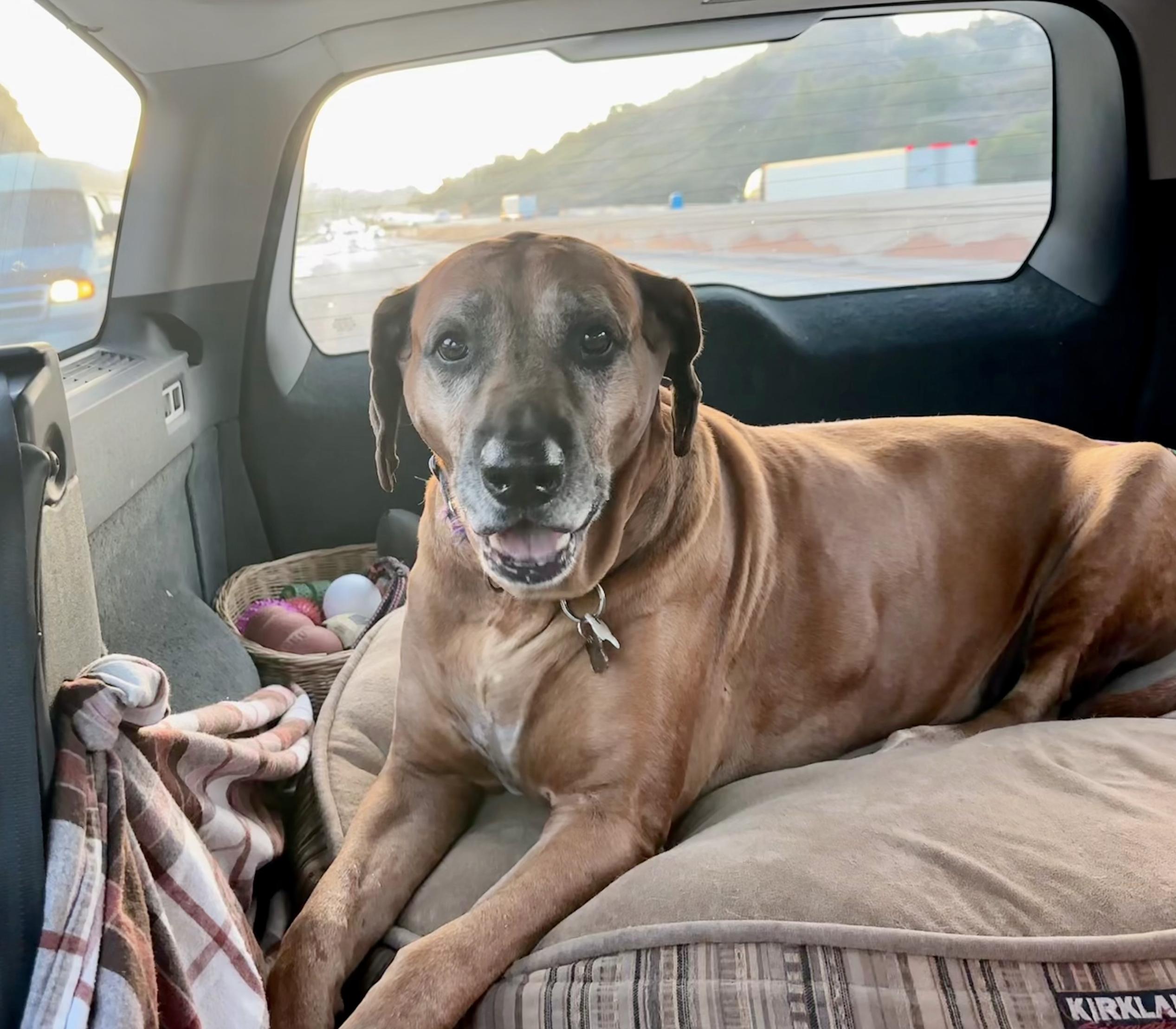 TUCKER, Adoptable, Senior Male Rhodesian Ridgeback.
