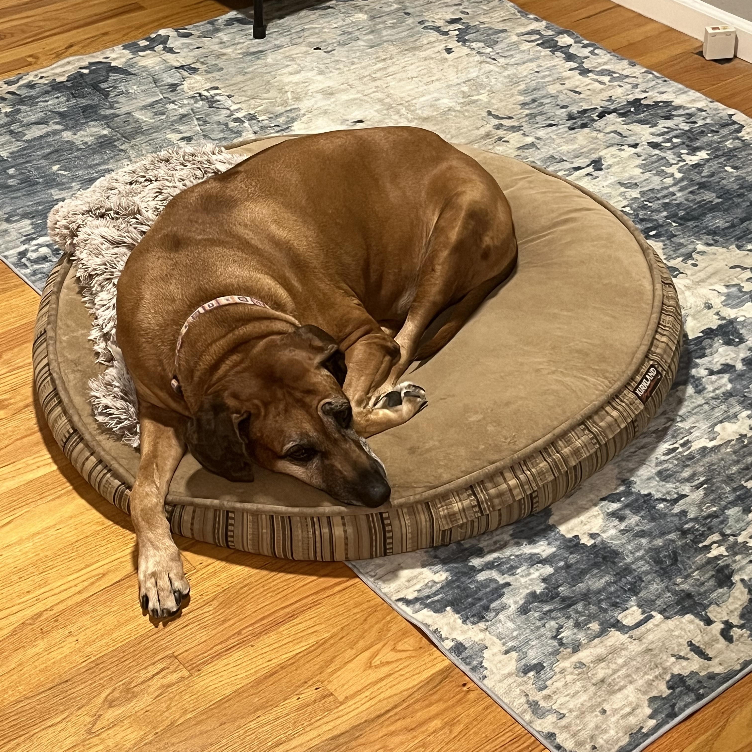 Enlarge TUCKER, a Adoptable Rhodesian Ridgeback in Oroville , CA image 4/4
