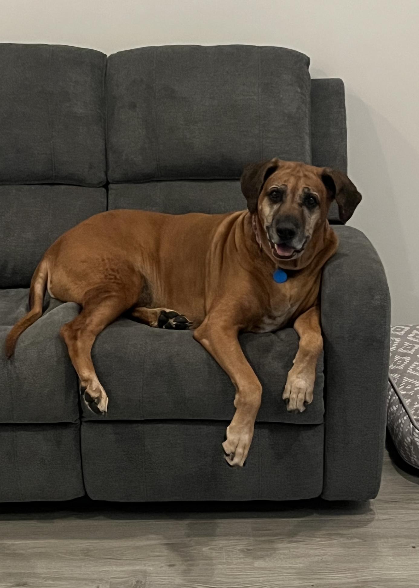 Enlarge TUCKER, a Adoptable Rhodesian Ridgeback in Oroville , CA image 3/4