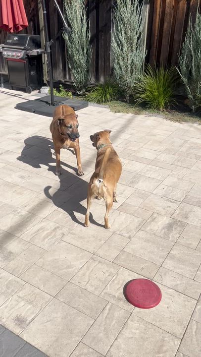 Enlarge TUCKER, a Adoptable Rhodesian Ridgeback in Oroville , CA video 2/4