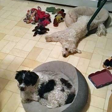 Enlarge Mango & Benji   NEED FOSTER , a ADOPTABLE mixed breed in White Bear Lake, MN image 4/4