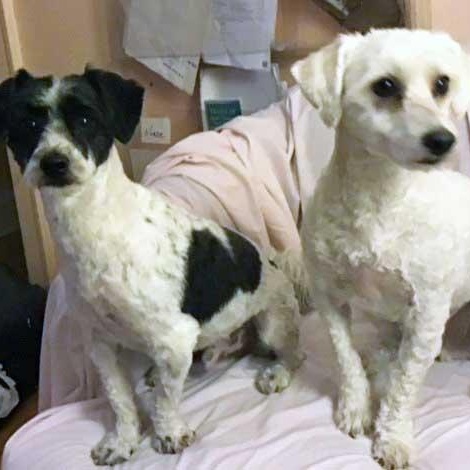 Enlarge Mango & Benji   NEED FOSTER , a ADOPTABLE mixed breed in White Bear Lake, MN image 1/4