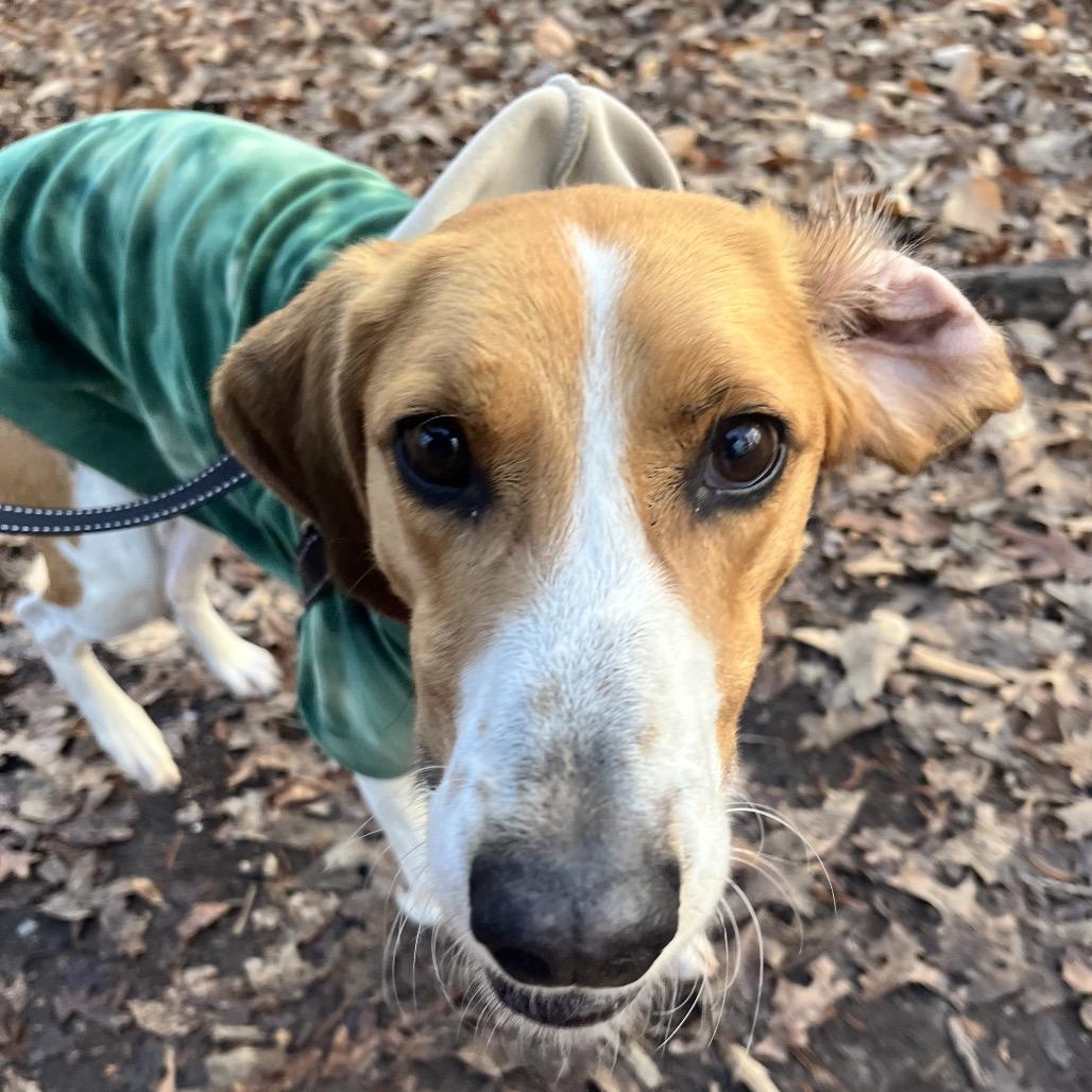 Rocher, Adoptable, Adult Male Hound.