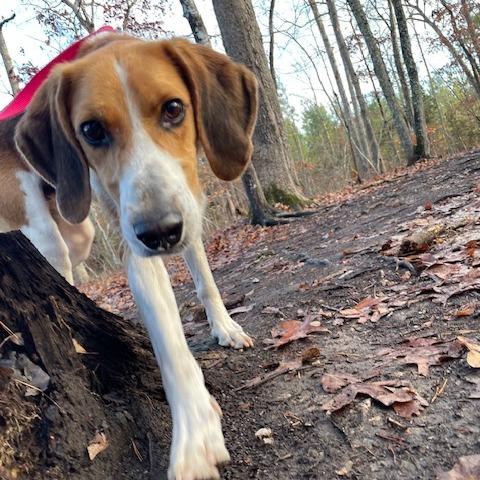 Rocher, a Adoptable Hound in Troy, VA image 1/6