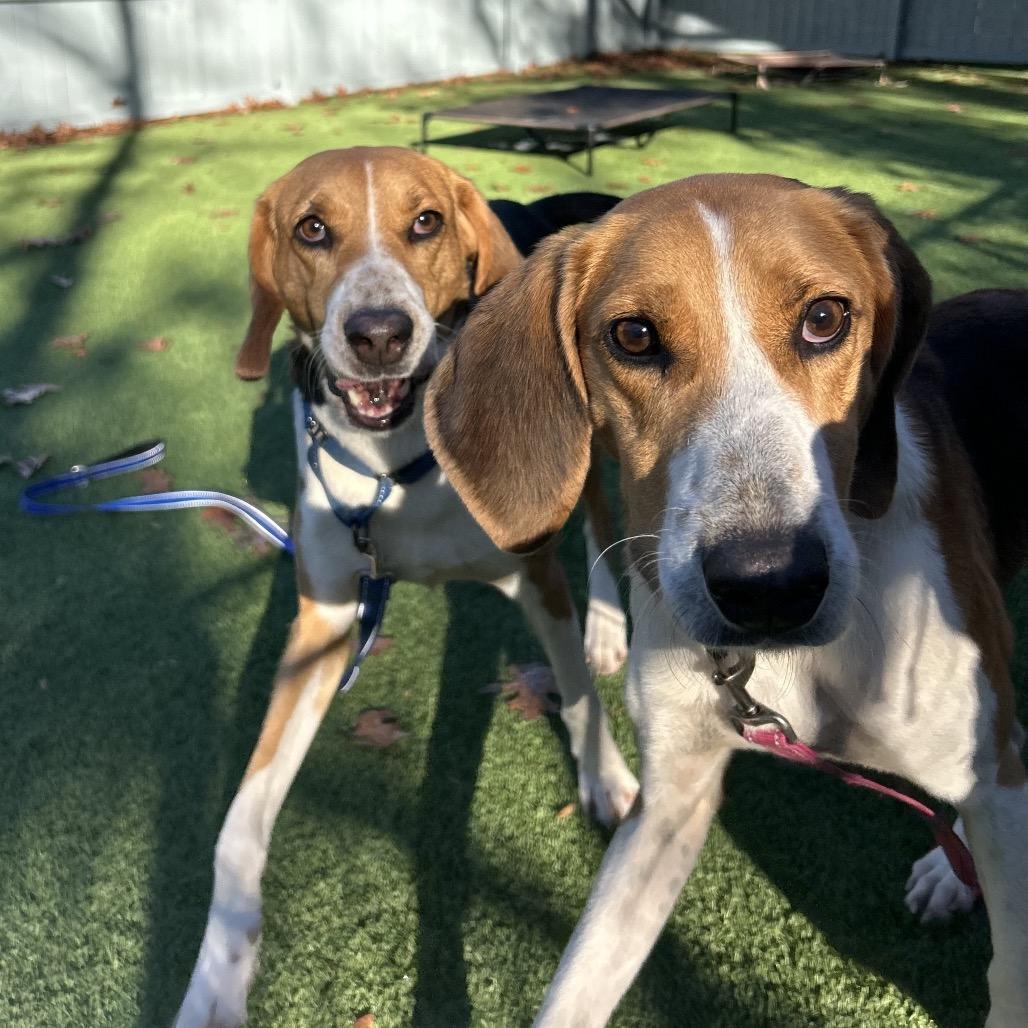 Rocher, a Adoptable Hound in Troy, VA image 2/6