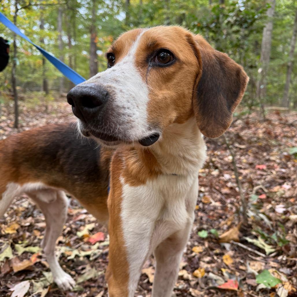 Rocher, a Adoptable Hound in Troy, VA image 3/6