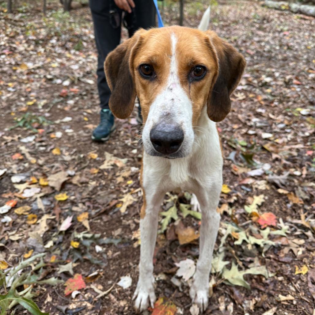 Rocher, a Adoptable Hound in Troy, VA image 4/6