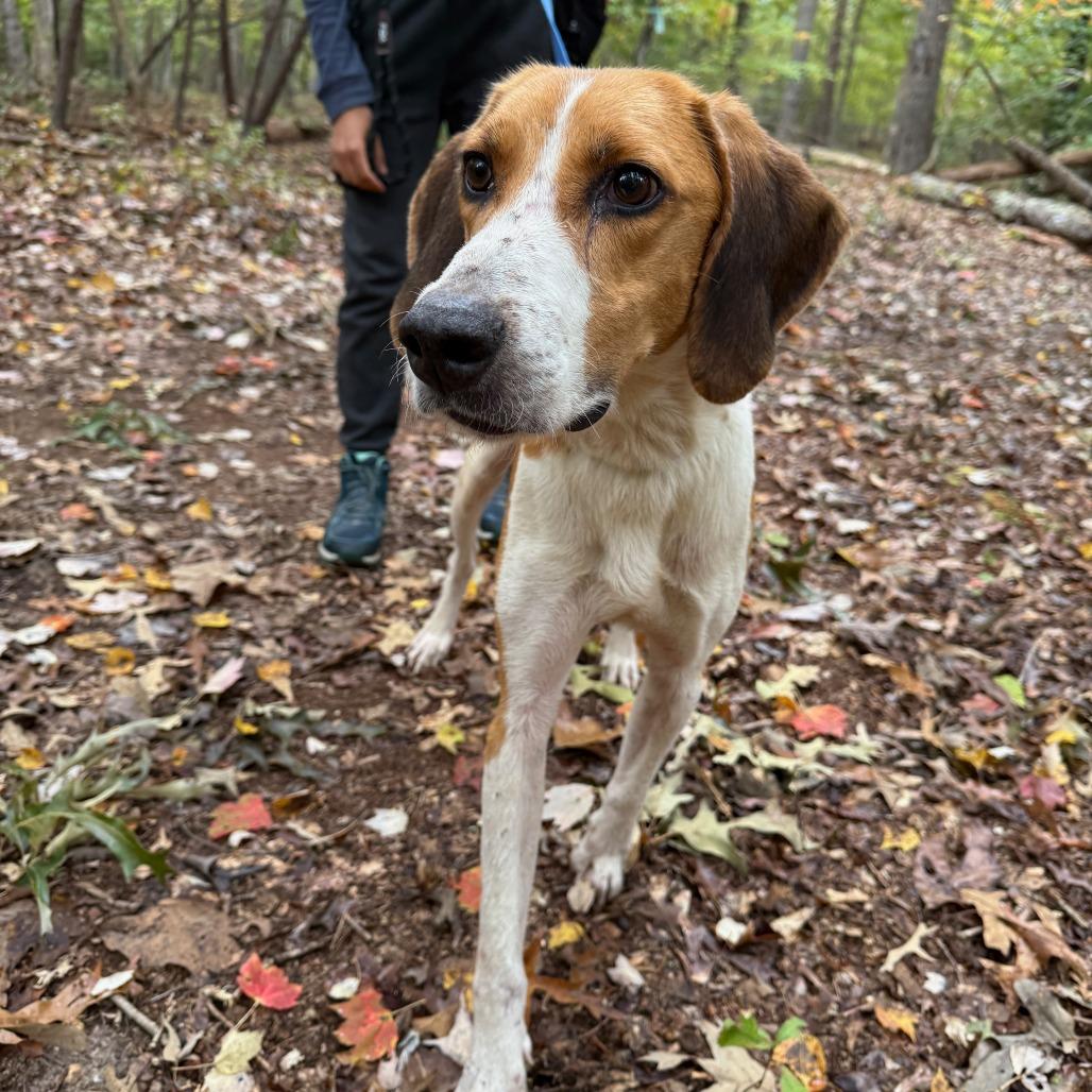 Rocher, a Adoptable Hound in Troy, VA image 5/6