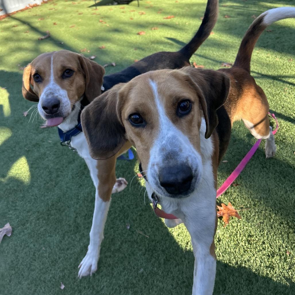 Rocher, a Adoptable Hound in Troy, VA image 6/6