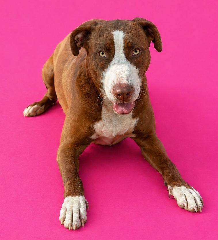 Tara, Adoptable, Young Female Terrier.