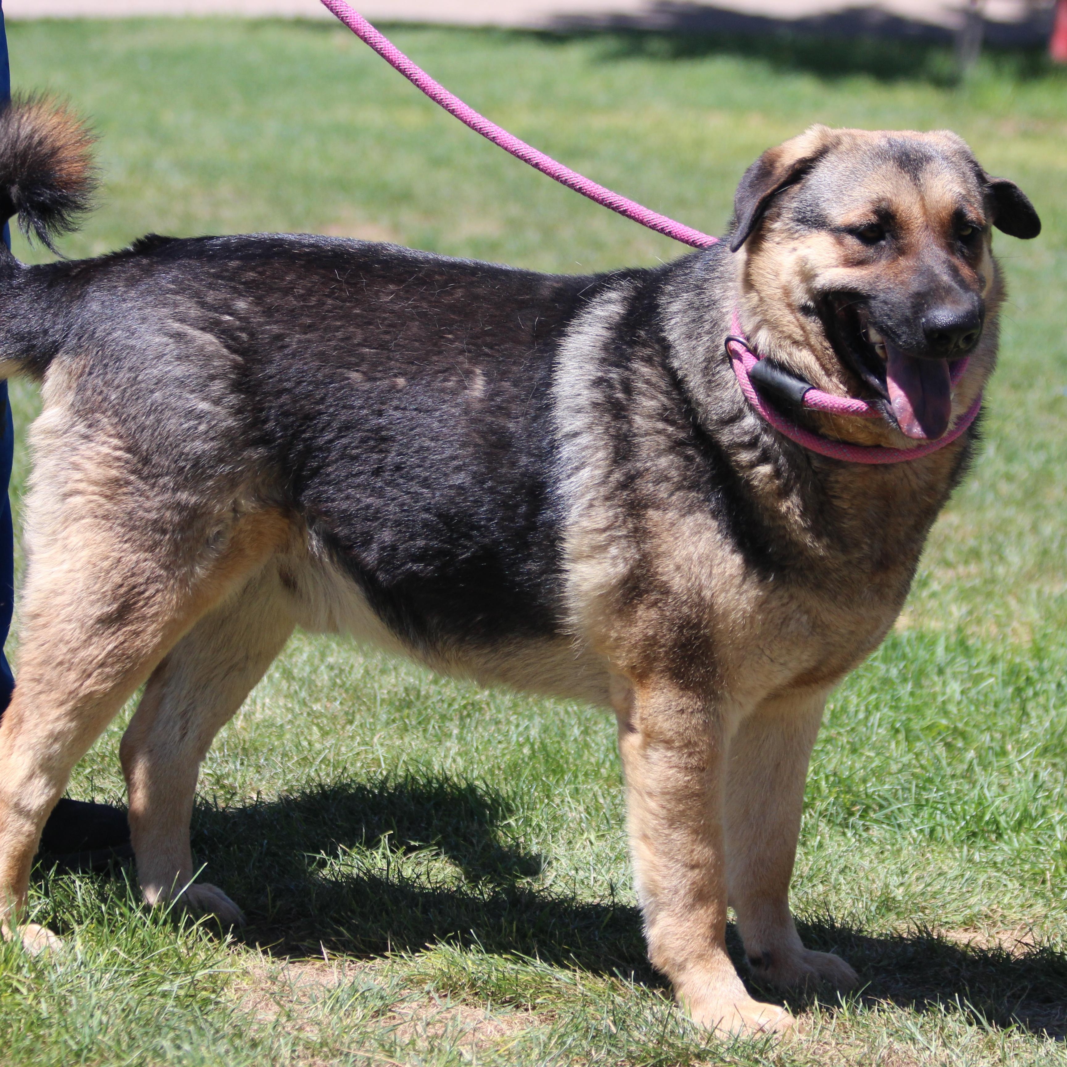 REGGIE, an adoptable German Shepherd Dog, Black Labrador Retriever in Pearce, AZ, 85625 | Photo Image 6