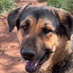 REGGIE, an adoptable German Shepherd Dog, Black Labrador Retriever in Pearce, AZ, 85625 | Photo Image 3