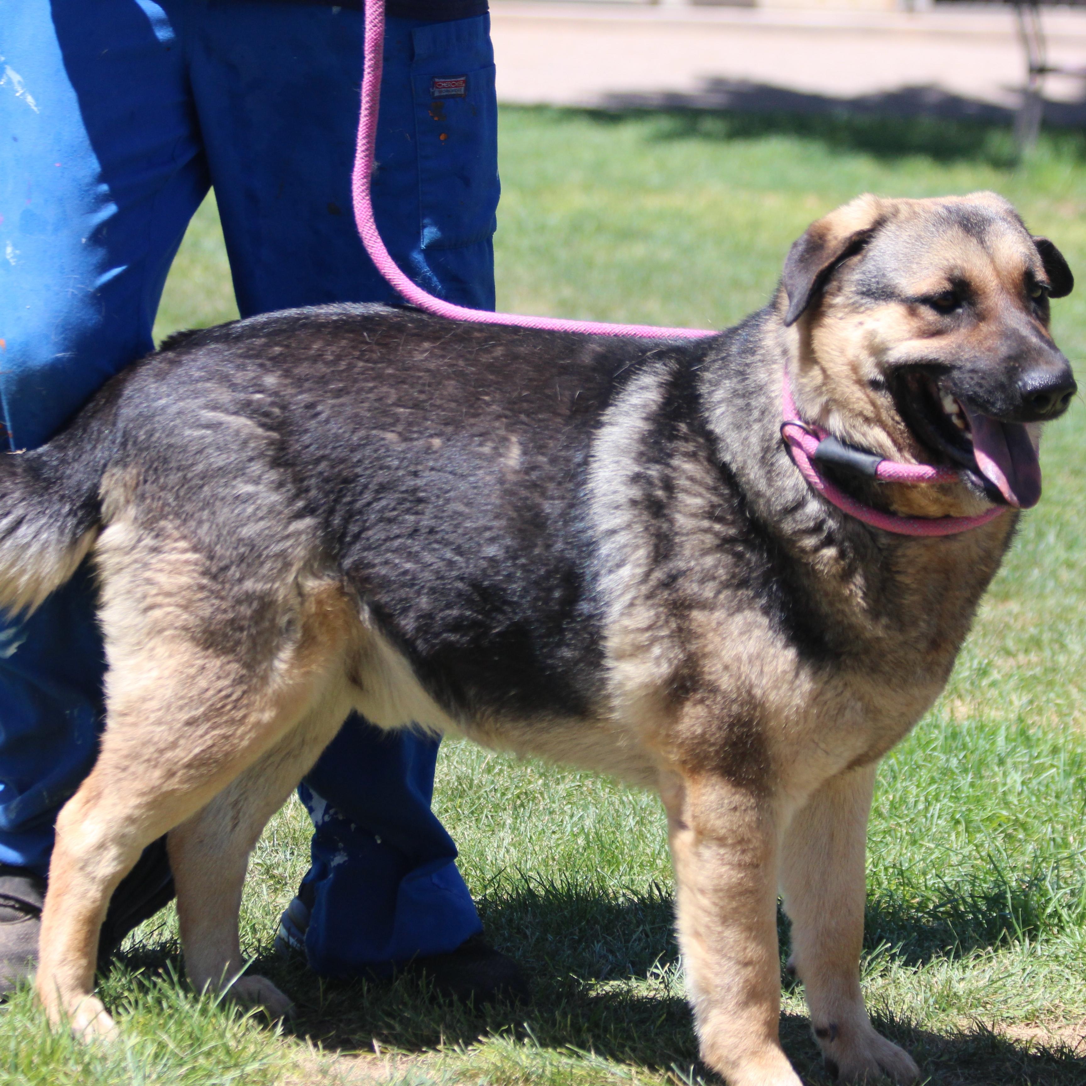 REGGIE, an adoptable German Shepherd Dog, Black Labrador Retriever in Pearce, AZ, 85625 | Photo Image 5