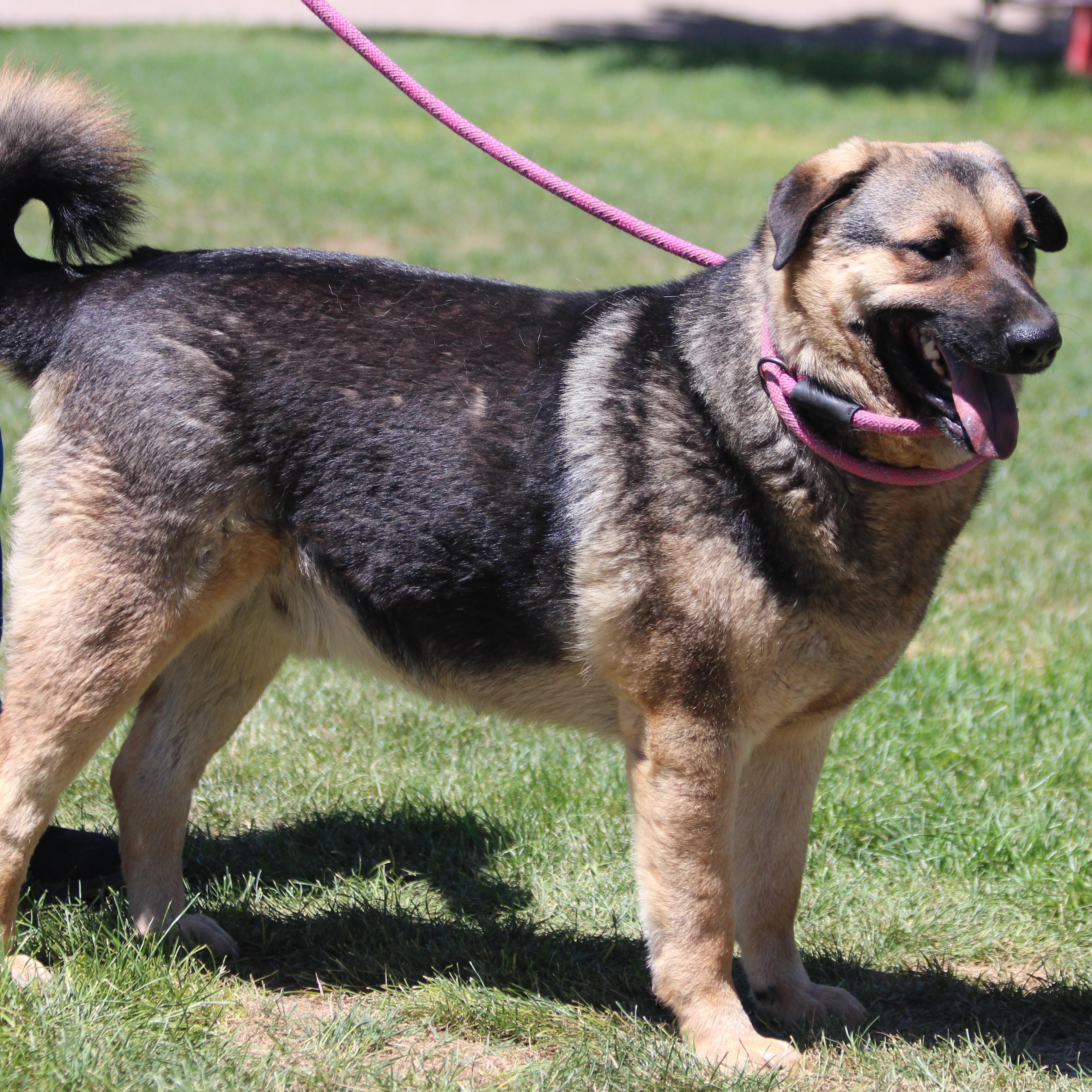 REGGIE, a Adoptable mixed breed in Pearce, AZ image 4/6