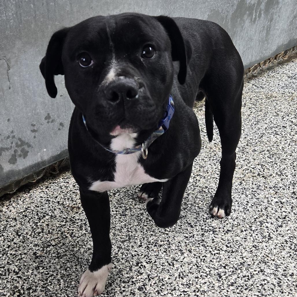 Chase #801, Adoptable, Adult Male Pit Bull Terrier.