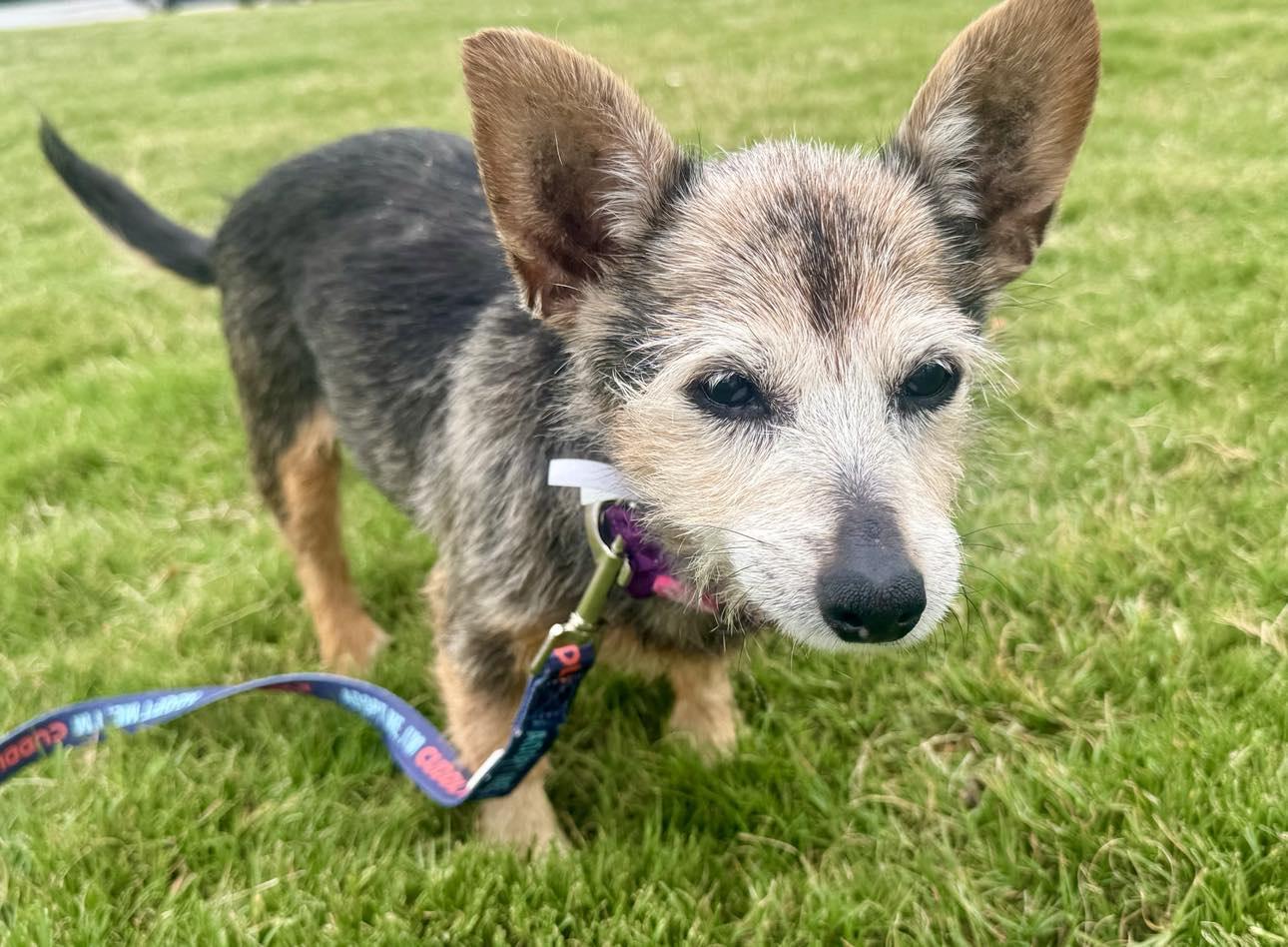 Enlarge Poppyseed, a Adoptable Terrier in Charlotte, NC image 1/3
