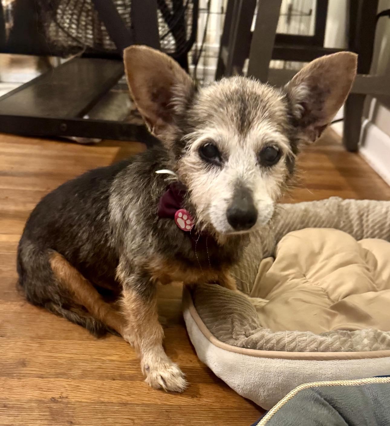 Enlarge Poppyseed, a Adoptable Terrier in Charlotte, NC image 2/3