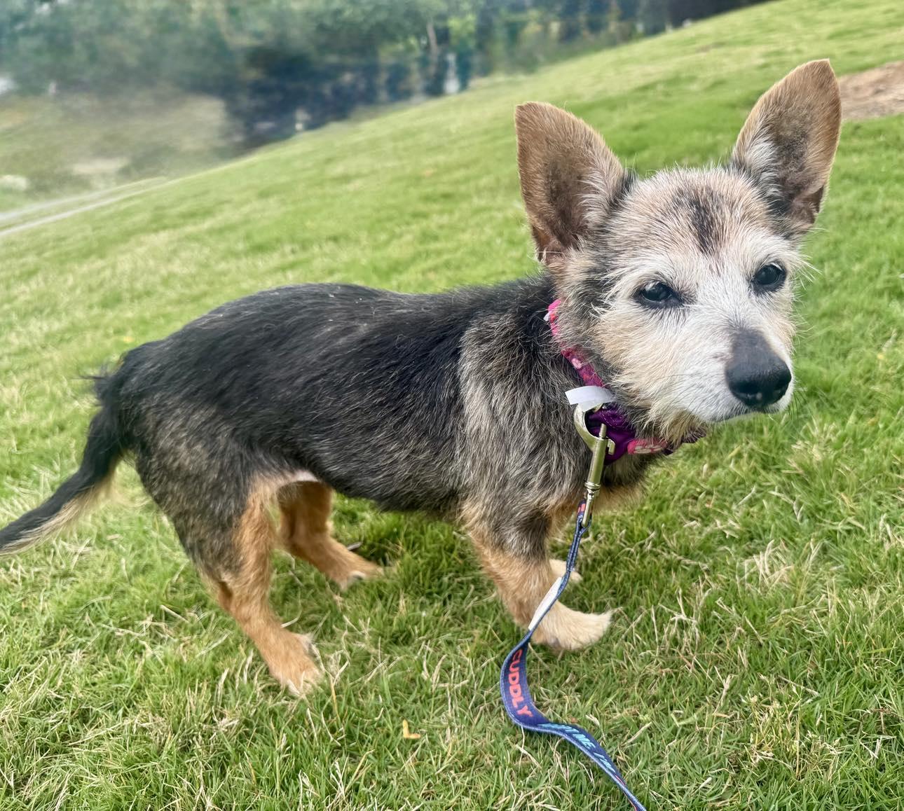 Enlarge Poppyseed, a Adoptable Terrier in Charlotte, NC image 3/3
