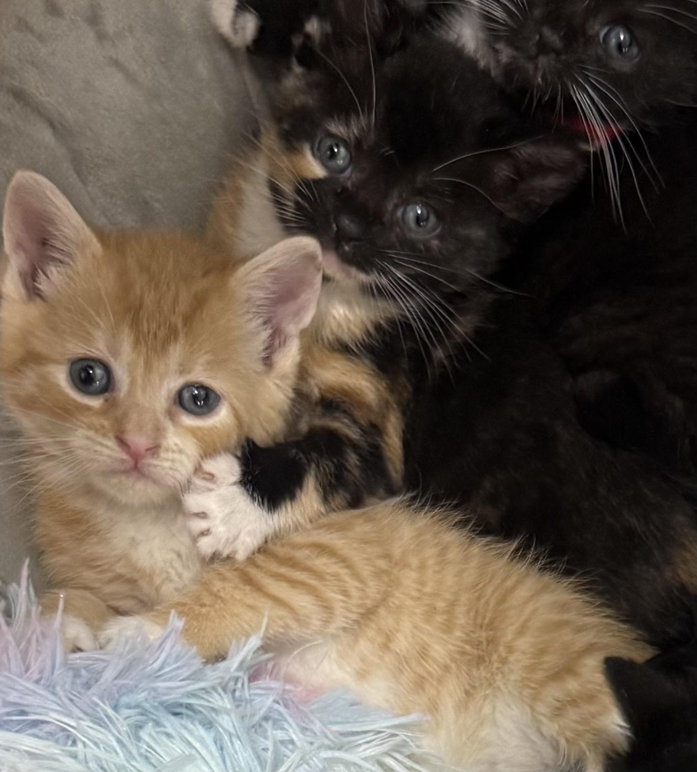 Enlarge Rusty & Madison , a ADOPTABLE Domestic Short Hair in Ardsley, NY image 2/2