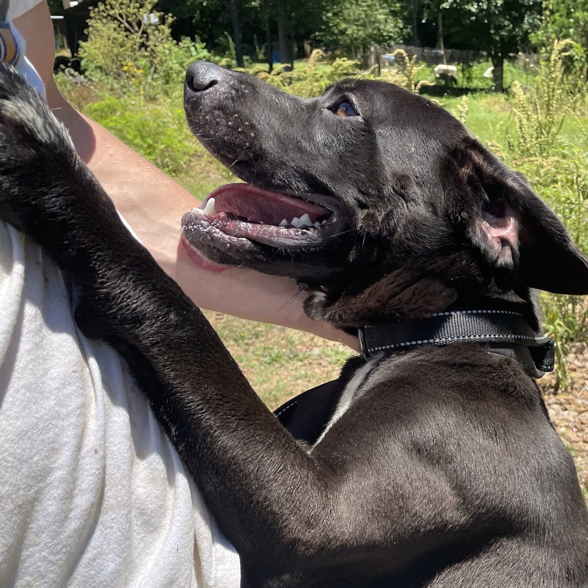 Enlarge Jack, a Adoptable mixed breed in Greenfield, TN image 2/5