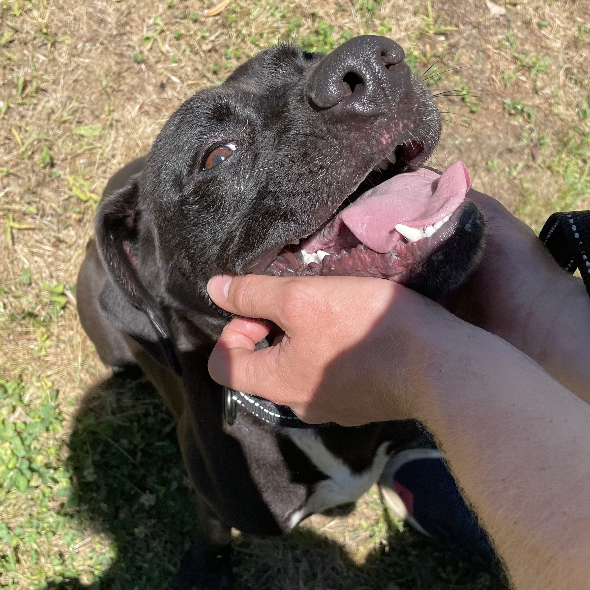 Enlarge Jack, a Adoptable mixed breed in Greenfield, TN image 3/5