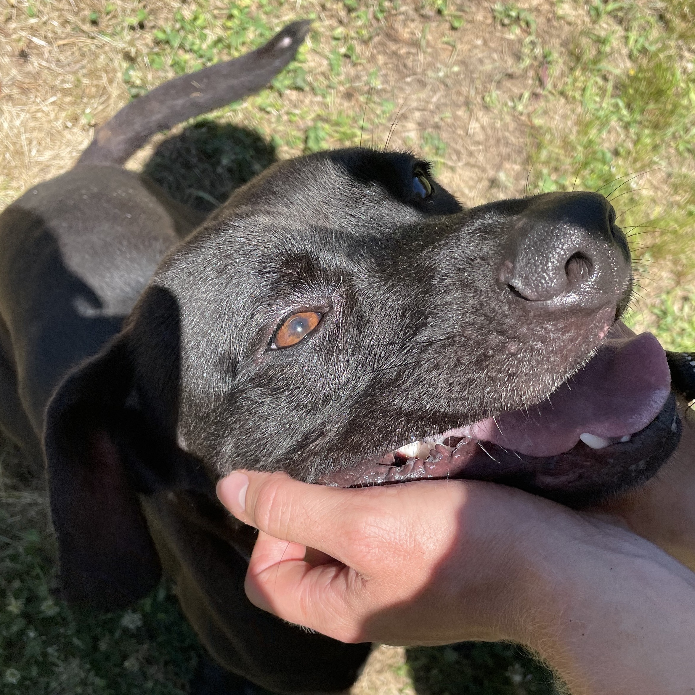 Enlarge Jack, a Adoptable mixed breed in Greenfield, TN image 5/5