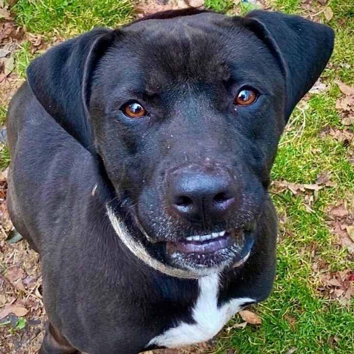 Enlarge Jack, a Adoptable mixed breed in Greenfield, TN image 4/5