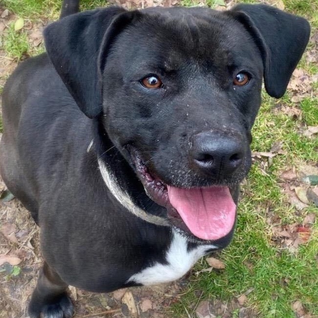 Enlarge Jack, a Adoptable mixed breed in Greenfield, TN image 1/5