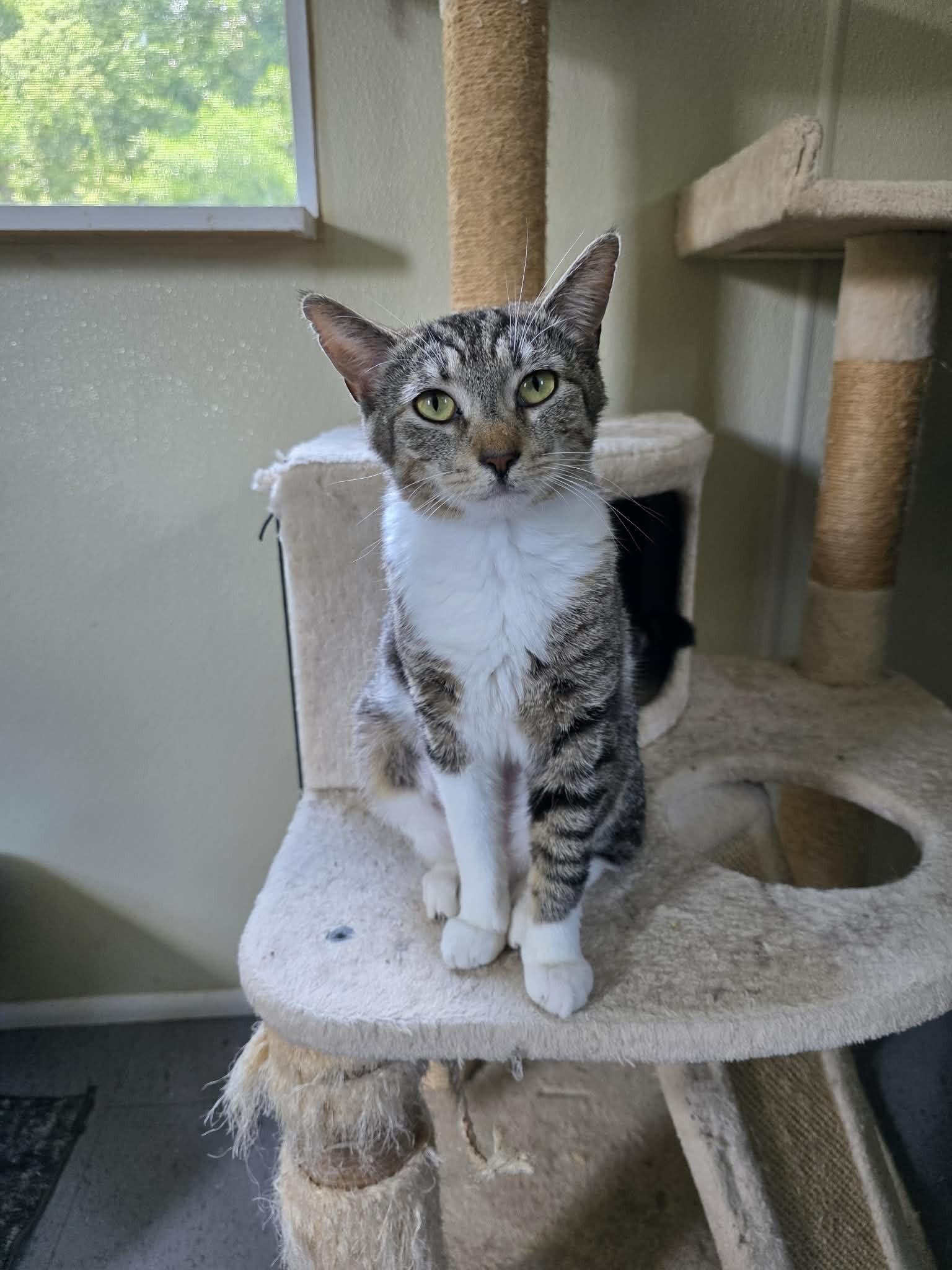 Jessica, ADOPTABLE, Adult Female Domestic Short Hair.