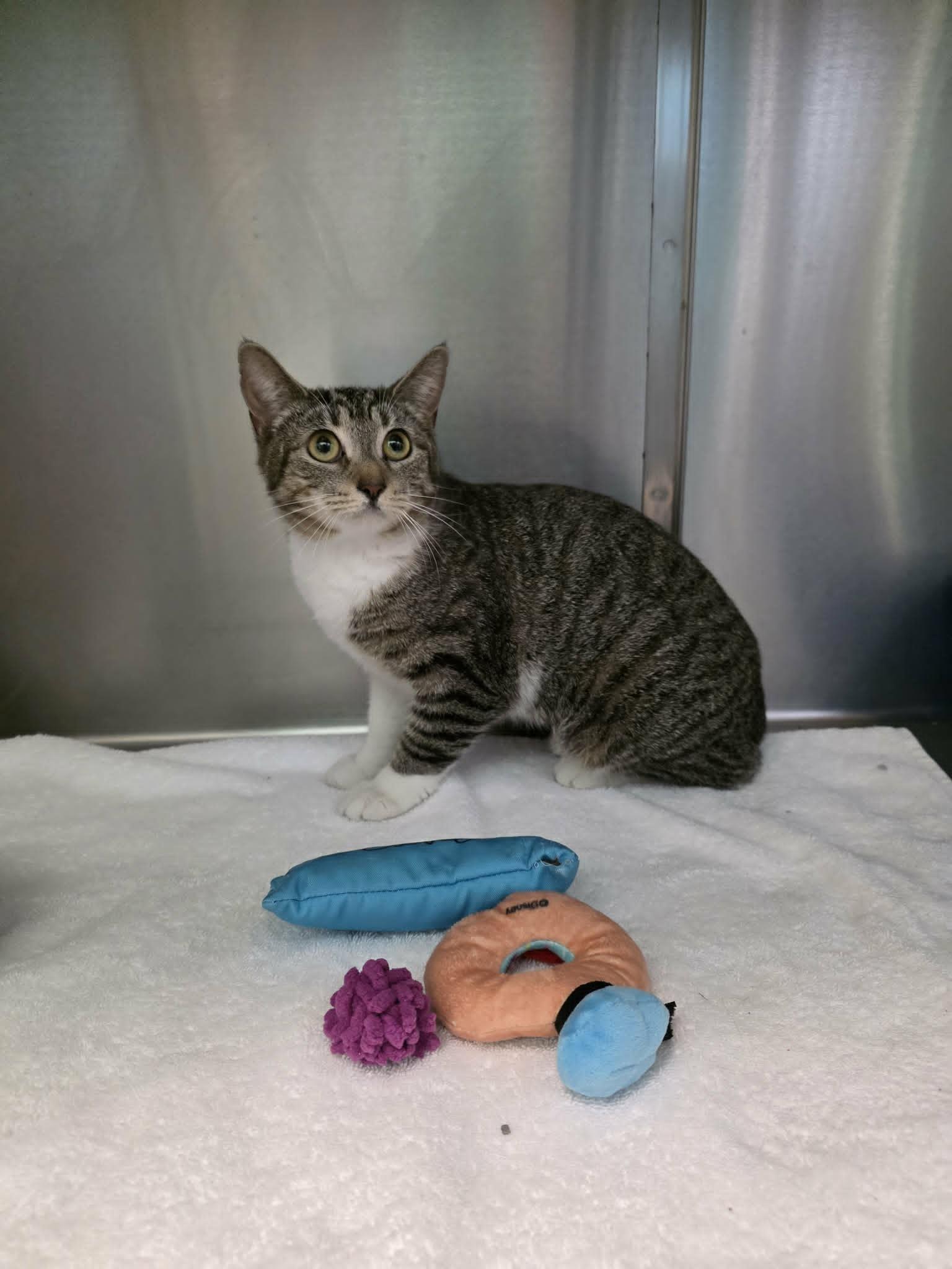 Enlarge Jessica, a ADOPTABLE Domestic Short Hair in Umatilla, FL image 1/1