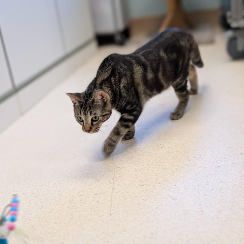 Enlarge Bumble, a Adoptable Domestic Short Hair in Toledo, OH image 1/6