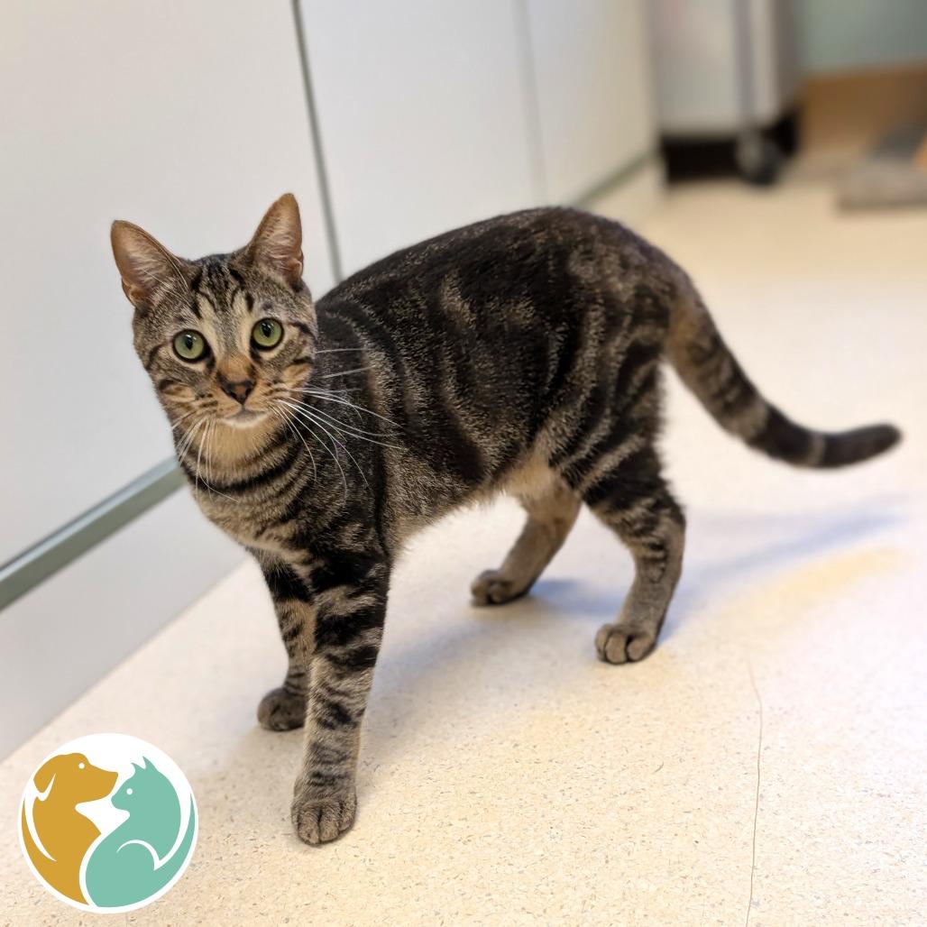 Enlarge Bumble, a Adoptable Domestic Short Hair in Toledo, OH image 2/6