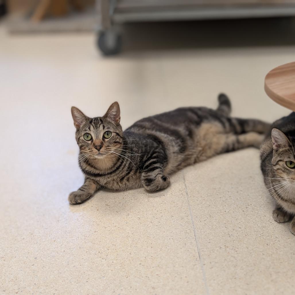 Enlarge Bumble, a Adoptable Domestic Short Hair in Toledo, OH image 3/6