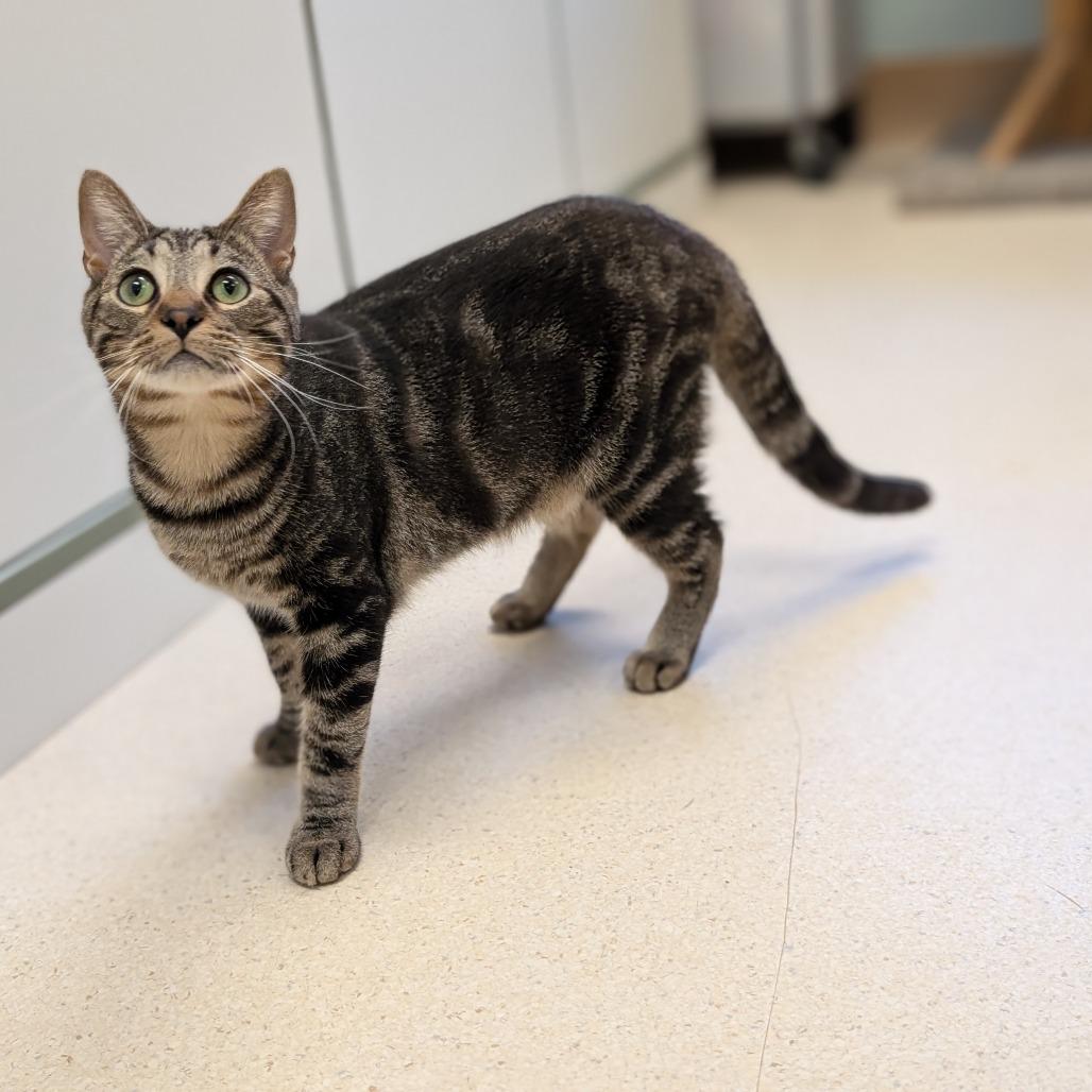 Enlarge Bumble, a Adoptable Domestic Short Hair in Toledo, OH image 4/6