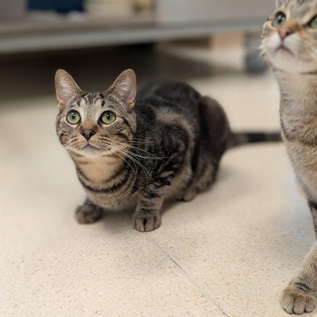 Enlarge Bumble, a Adoptable Domestic Short Hair in Toledo, OH image 5/6