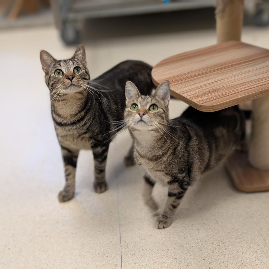 Enlarge Bumble, a Adoptable Domestic Short Hair in Toledo, OH image 6/6