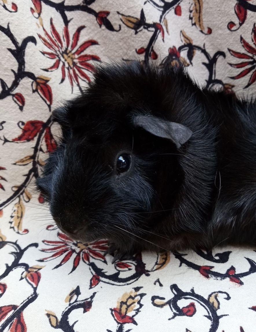 Enlarge Victoria, a ADOPTABLE Abyssinian in Goleta, CA image 2/2