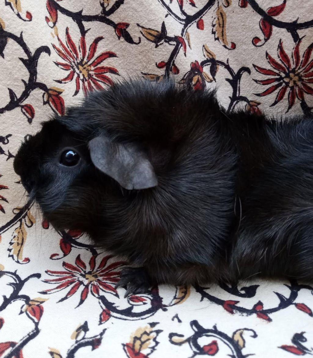 Victoria, ADOPTABLE, Adult Female Abyssinian.