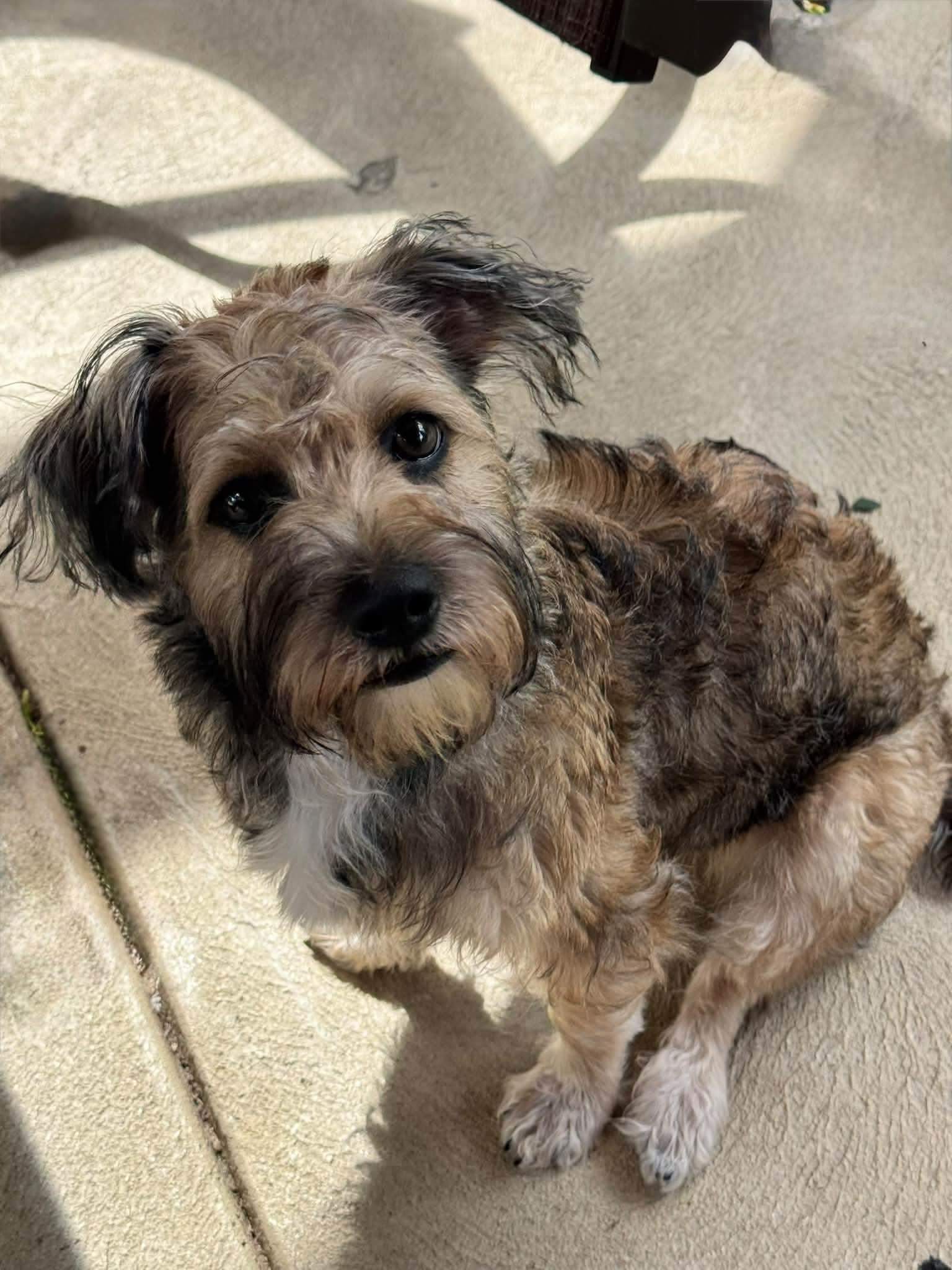 Enlarge BITZI, a Adopted mixed breed in Vandergrift, PA image 4/4