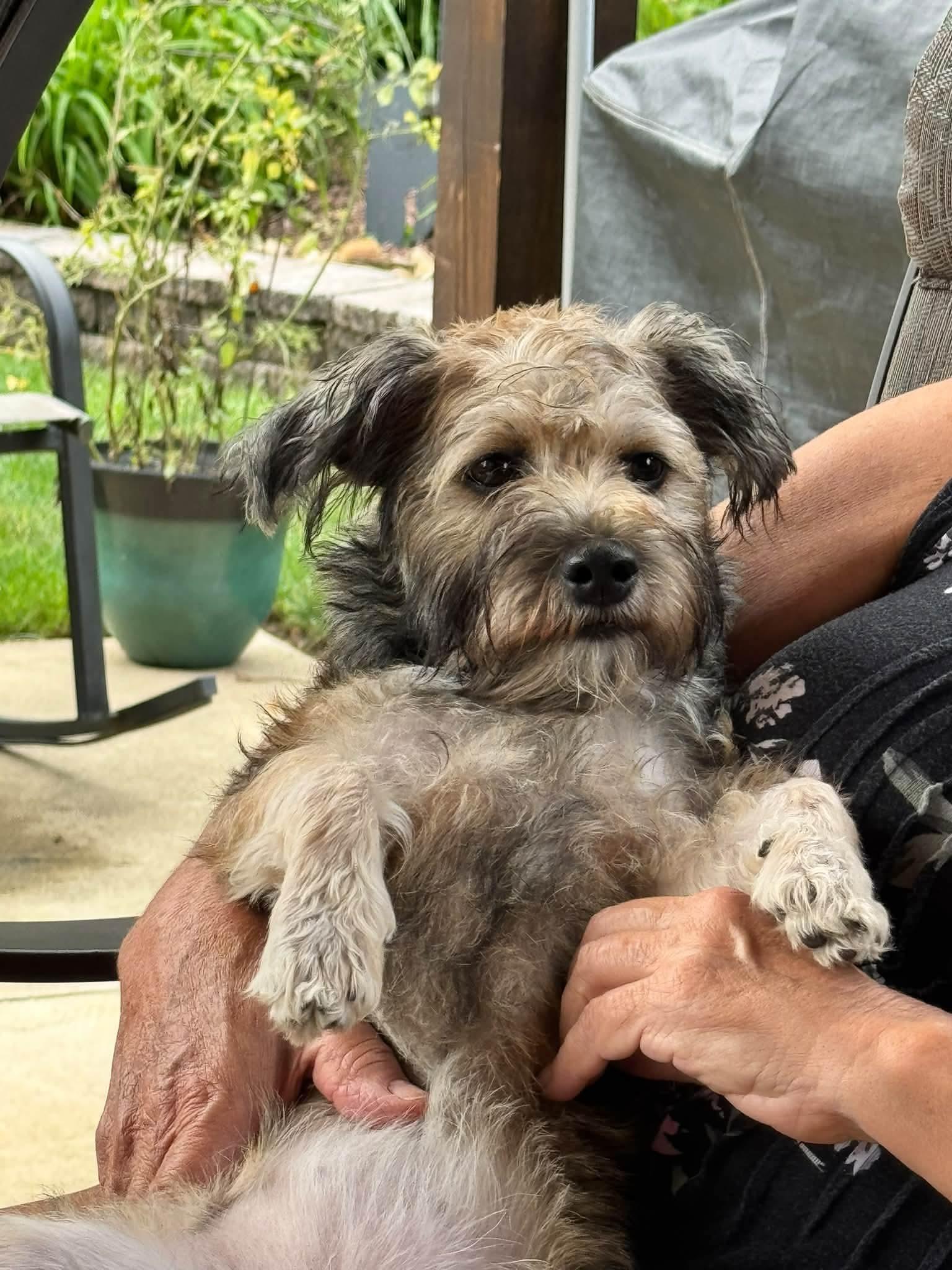 BITZI, Adopted, Puppy Female Yorkshire Terrier & Dachshund.
