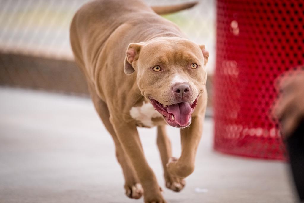 Honey, Adoptable, Young Female Pit Bull Terrier.