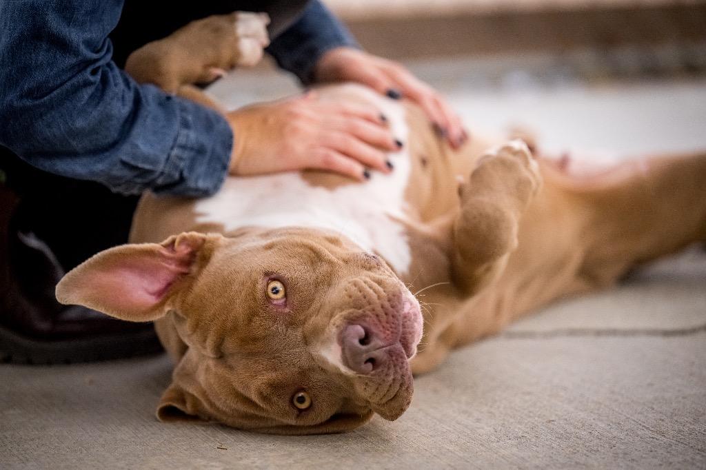Enlarge Honey, a Adoptable Pit Bull Terrier in Twentynine Palms, CA image 2/6