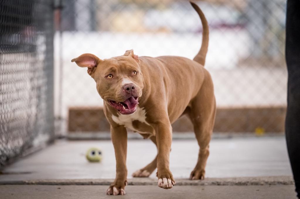 Enlarge Honey, a Adoptable Pit Bull Terrier in Twentynine Palms, CA image 3/6
