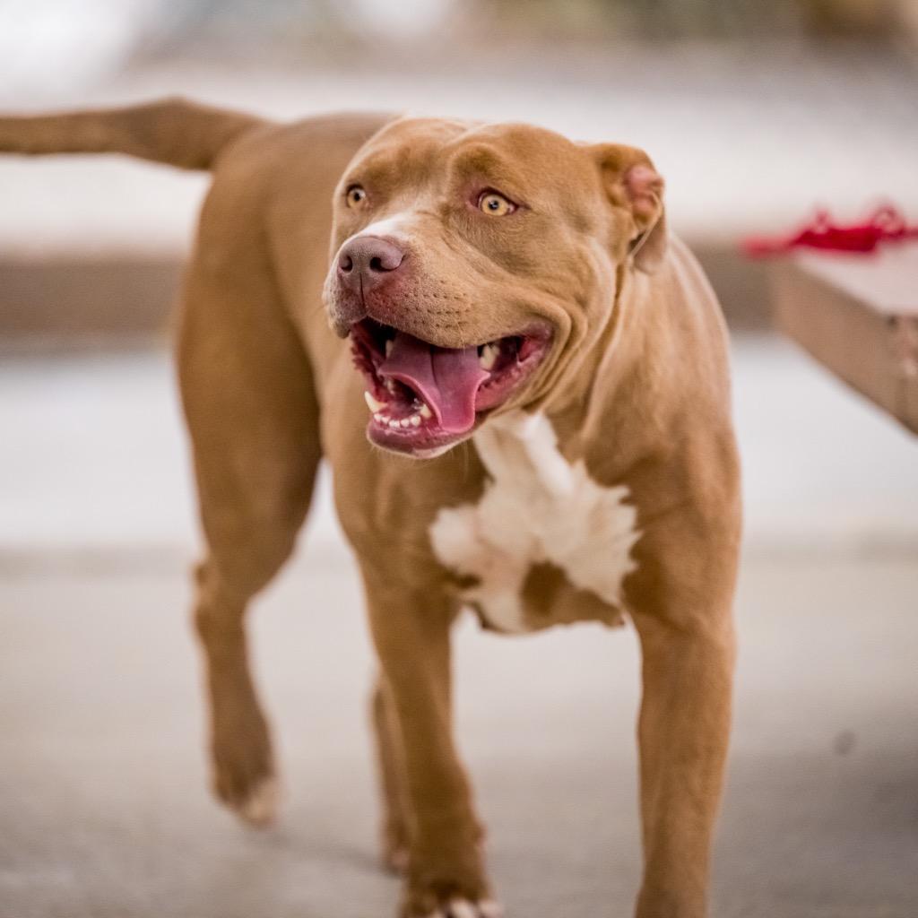Enlarge Honey, a Adoptable Pit Bull Terrier in Twentynine Palms, CA image 4/6