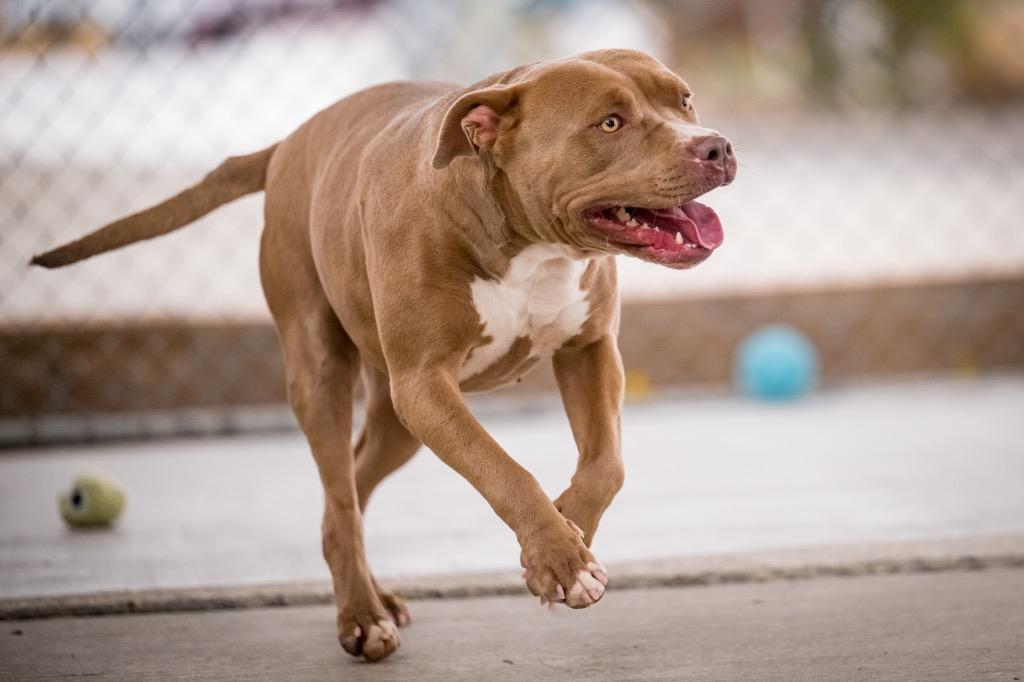 Enlarge Honey, a Adoptable Pit Bull Terrier in Twentynine Palms, CA image 5/6