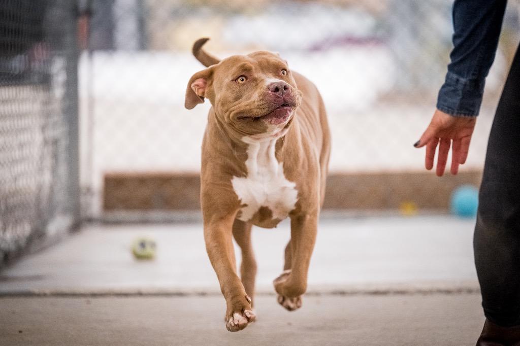 Enlarge Honey, a Adoptable Pit Bull Terrier in Twentynine Palms, CA image 6/6