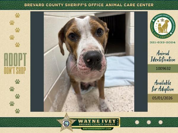 Athea, Adoptable, Young Female Mixed Breed.