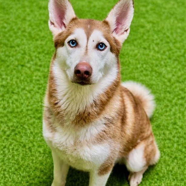Stella, adopted, Young Female Husky.