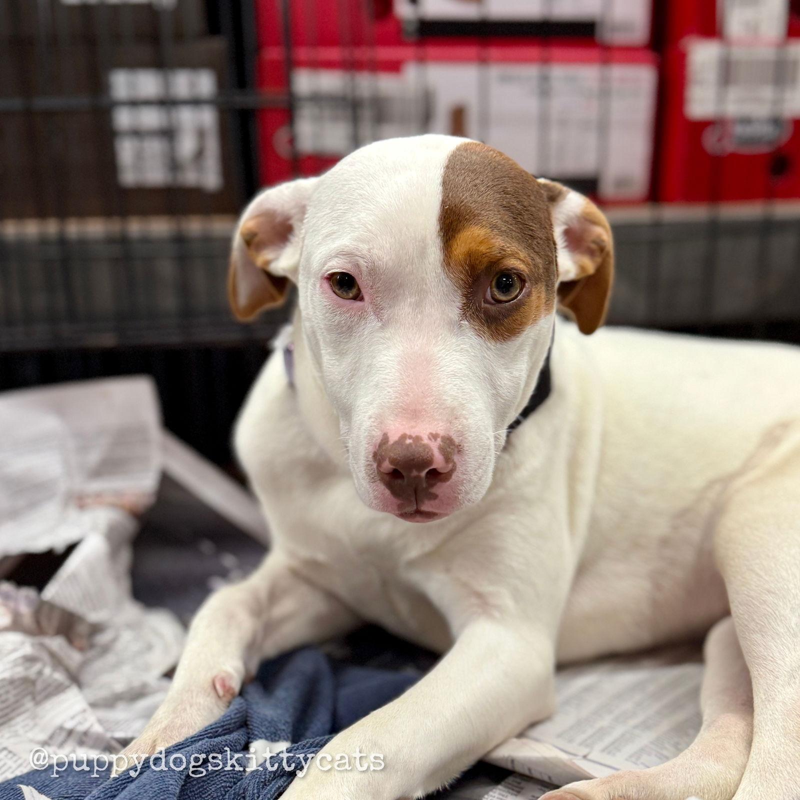 Enlarge Sally, a Adoptable mixed breed in Tarrytown, GA image 1/3